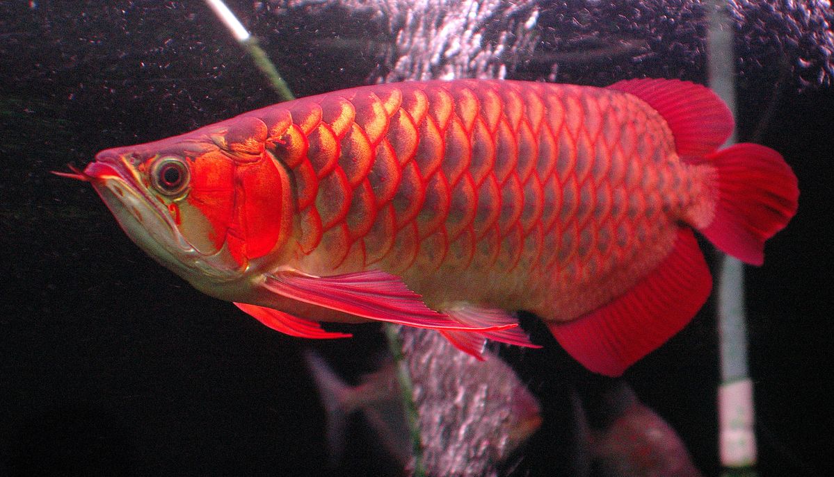 Arowana farm facility - premium quality fish