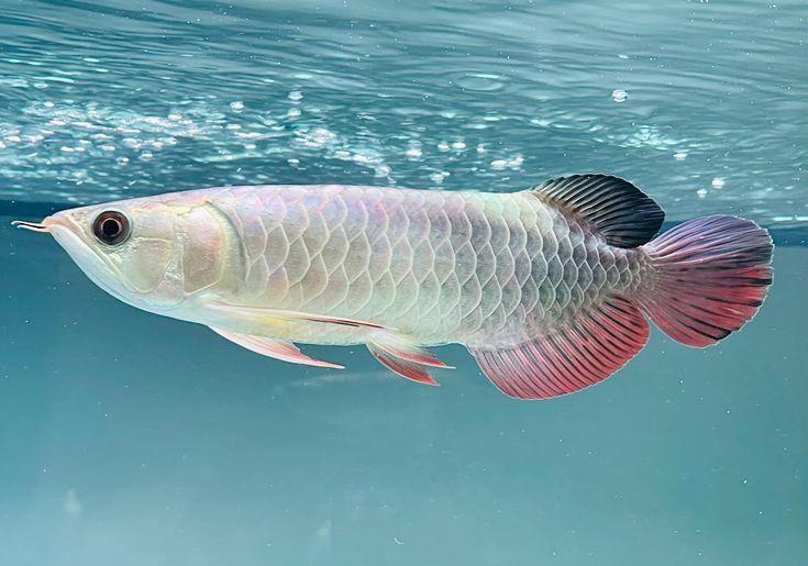 Arowana swimming