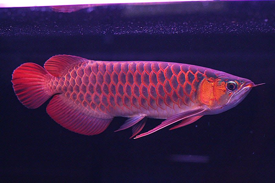 Super Red Arowana