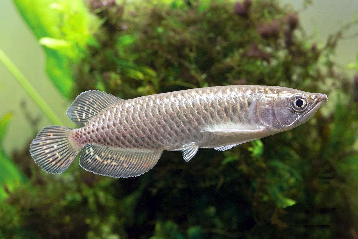 African Arowana - rare African species with unique long body and tapered head