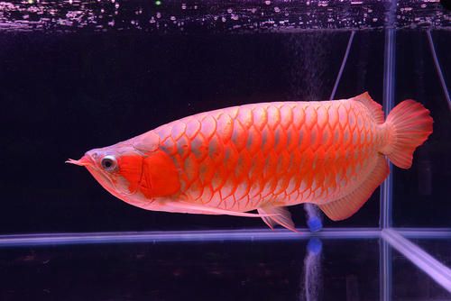 Asian Red Arowana