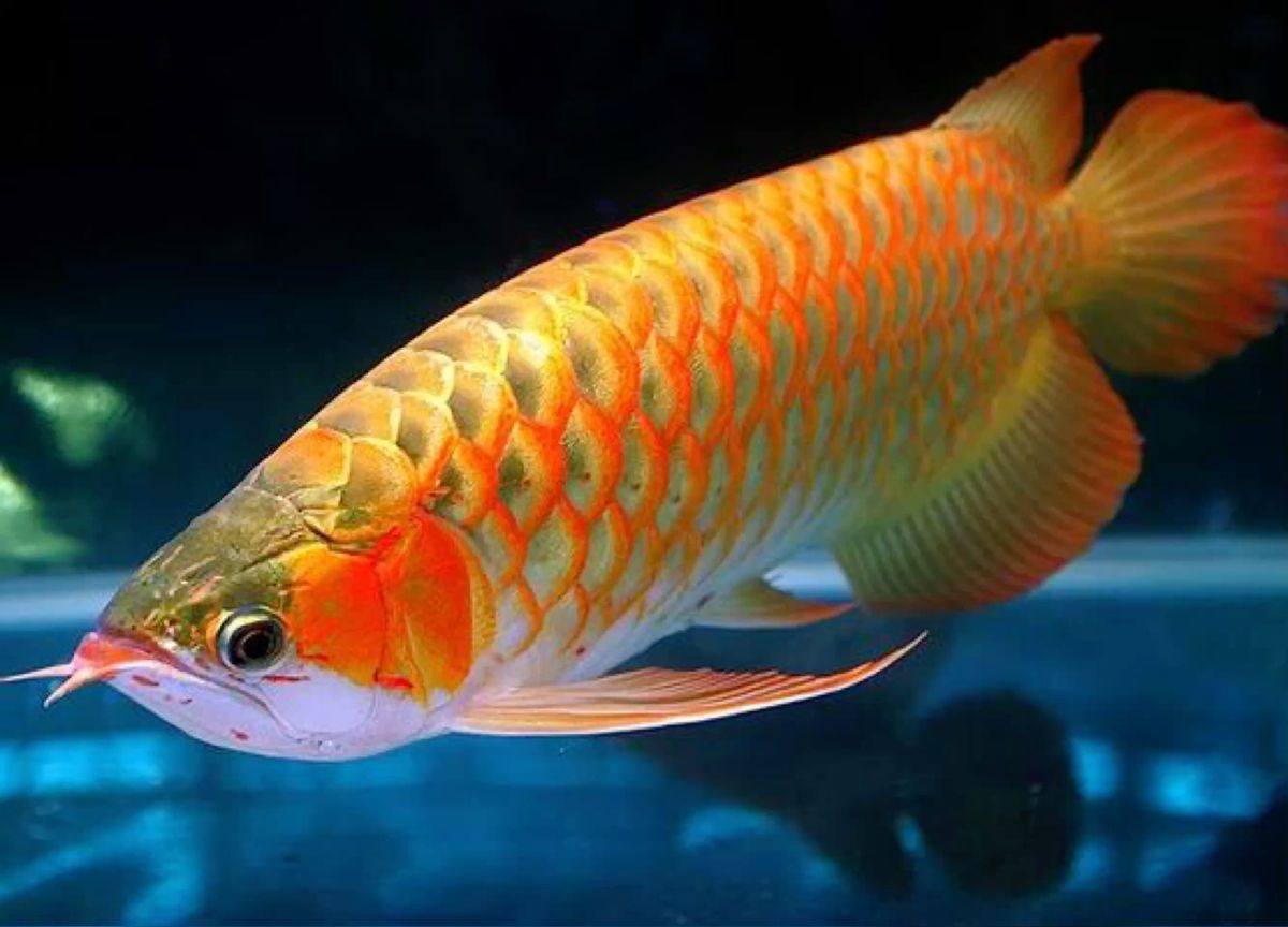Banjar Red Arowana