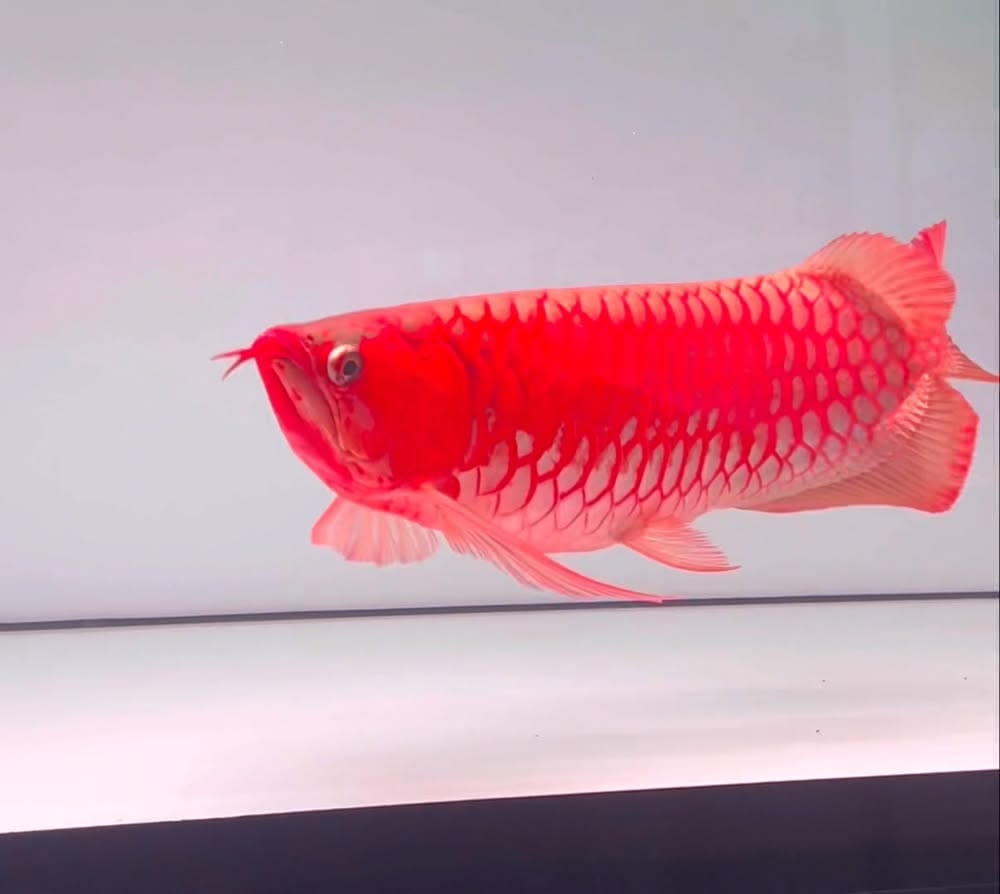 Chili Red Arowana